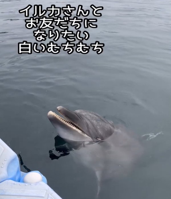 イルカ