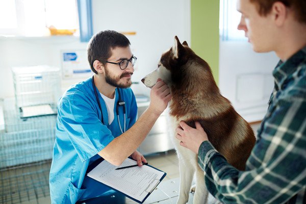 犬が玉ねぎを食べてしまった時の応急処置と治療法