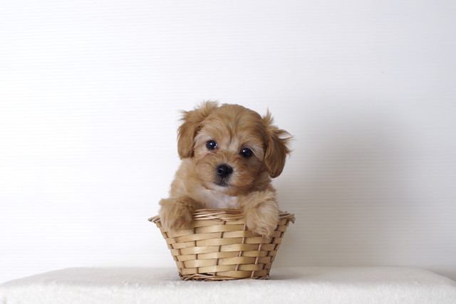 カゴに入ったトイプードルの幼犬