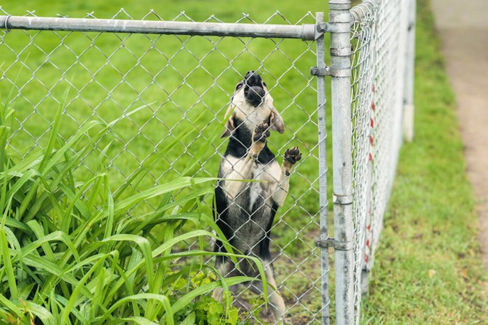 フェンスの向こうで吠える犬