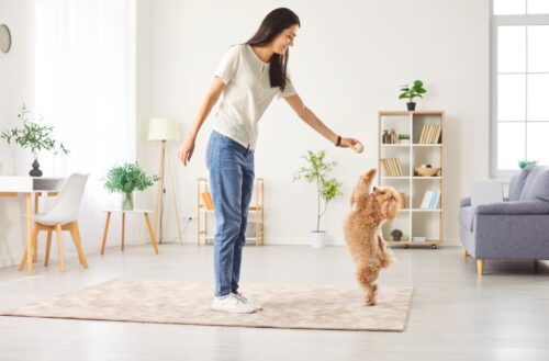 子犬と遊ぶ女性