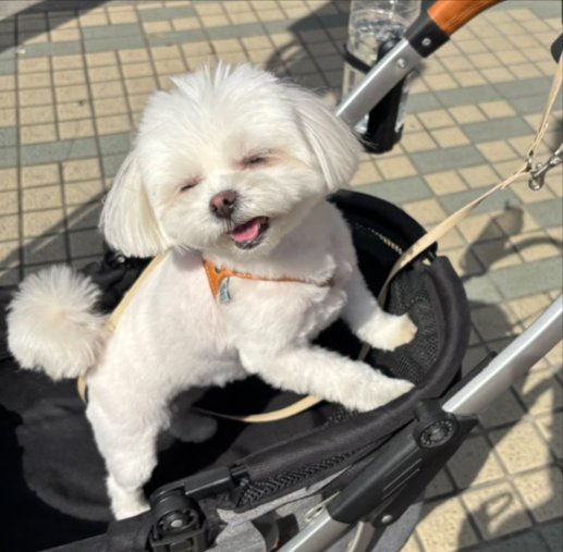 マルポメ