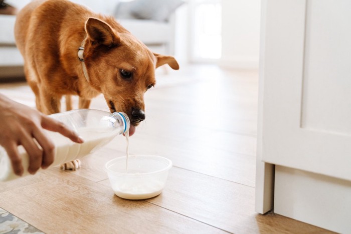 ミルクを飲む犬