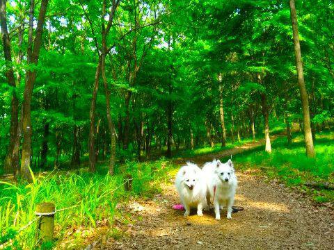 木漏れ日の中の犬