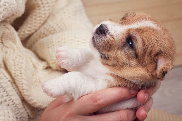 抱っこされている子犬