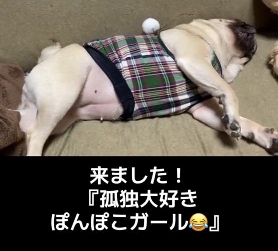 横向きで眠る犬