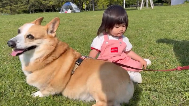 芝生で遊ぶ犬と女の子