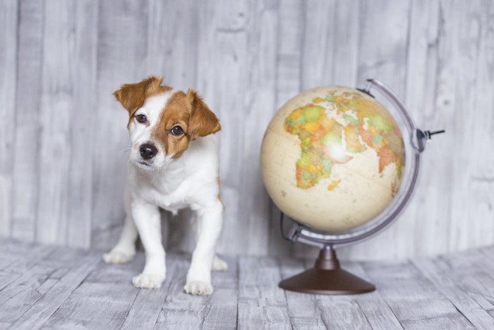 地球儀の横で首をかしげる犬