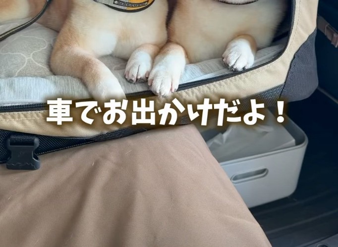 柴犬の前足