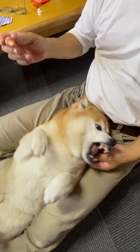 手に目薬を持って犬を足の間に挟む飼い主