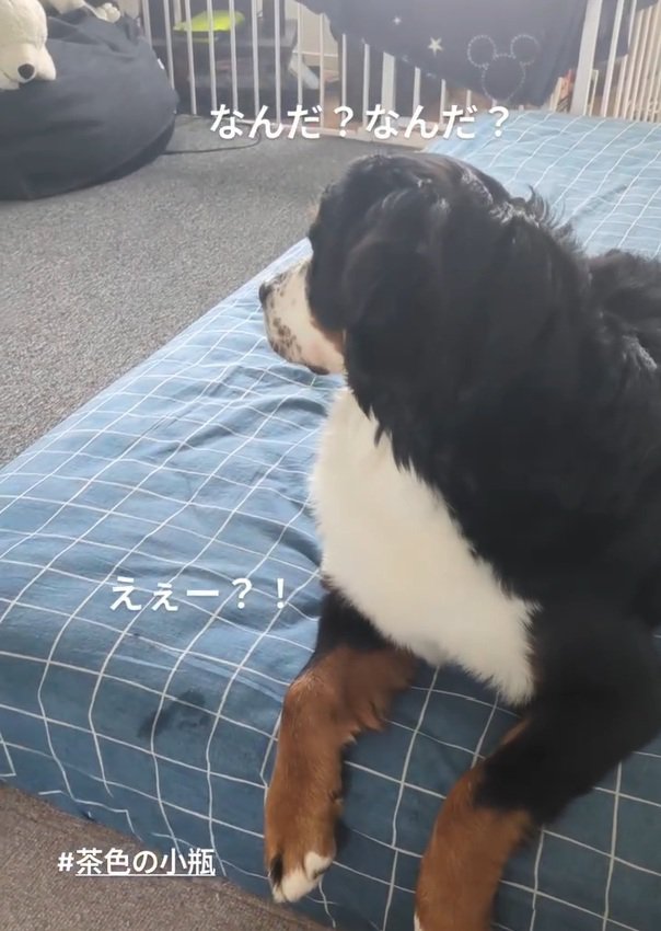 二度見するベルちゃん