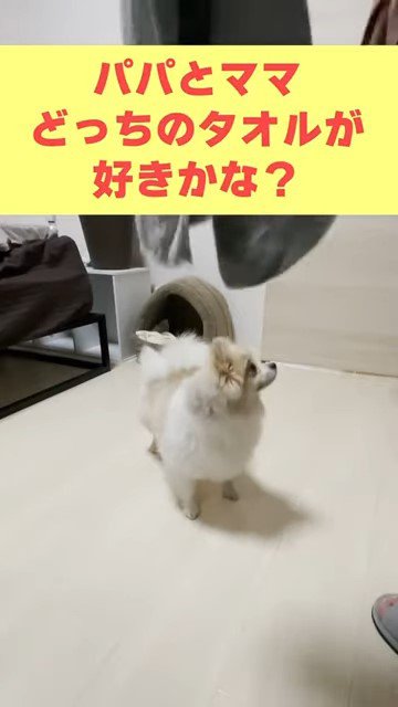 字幕と見上げる犬