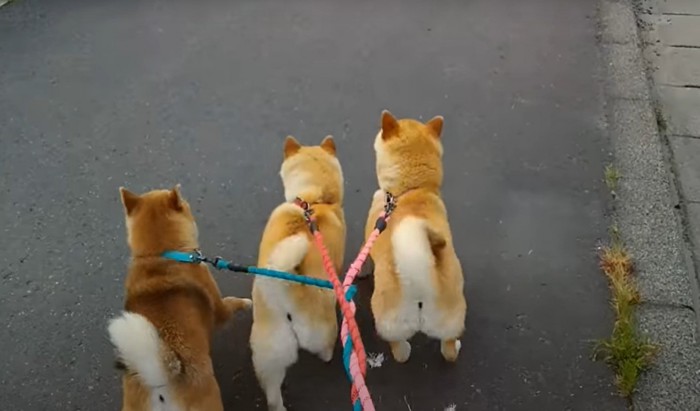 柴犬たちの後ろ姿と絡まるリード