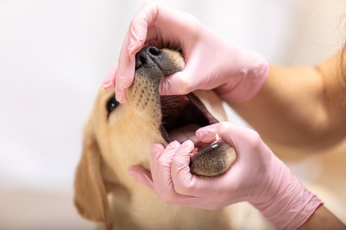 獣医にくちを開けられる犬