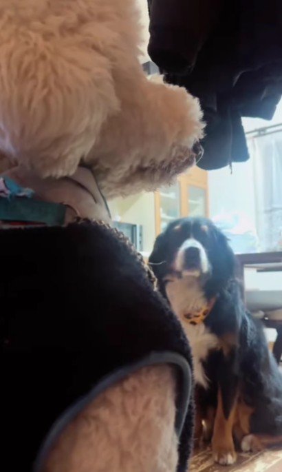 仲良くなりたいCocoaちゃん仲良くなりたいCocoaちゃん