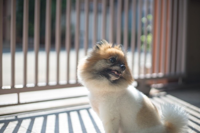 柵の前に立つ犬