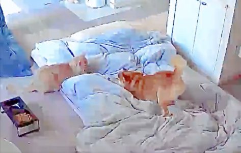 茶トラ猫