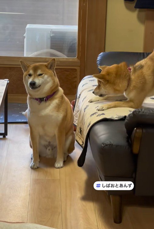 遊びに誘うあんずちゃん&無視するしばお君