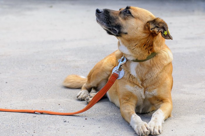 伏せの姿勢で横を見上げる犬