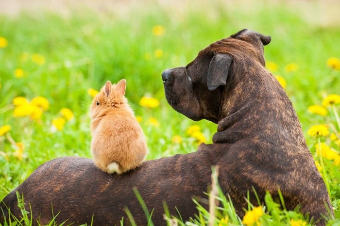 犬の背中に座るうさぎ