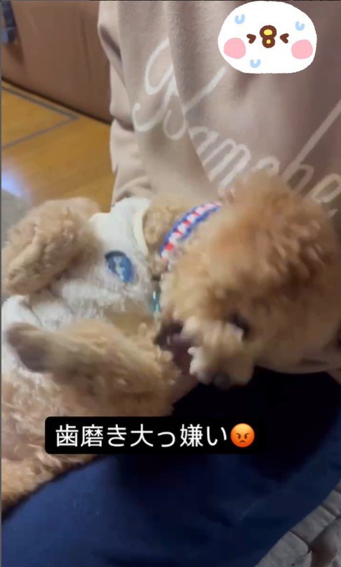歯磨き嫌いのテンちゃんVSお母さん4
