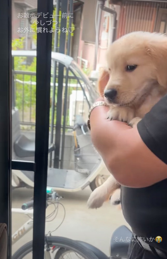 腕の中にいる子犬