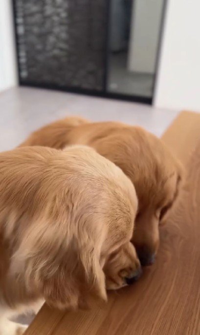 トーヴちゃんの分を先に食べて…