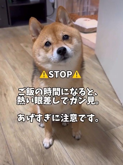 熱い眼差しでおねだり