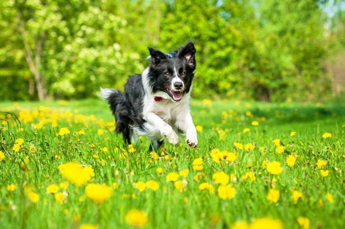 楽しそうに走る犬