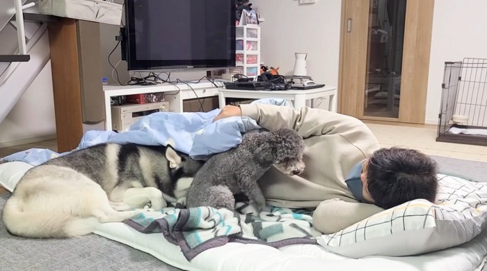 飼い主の側で横たわるハスキー犬とトイプードル