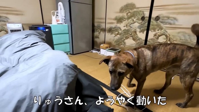 撫でてほしくて寝かせてくれないりゅうちゃん⑩