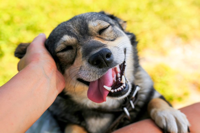撫でられてうれしそうな犬