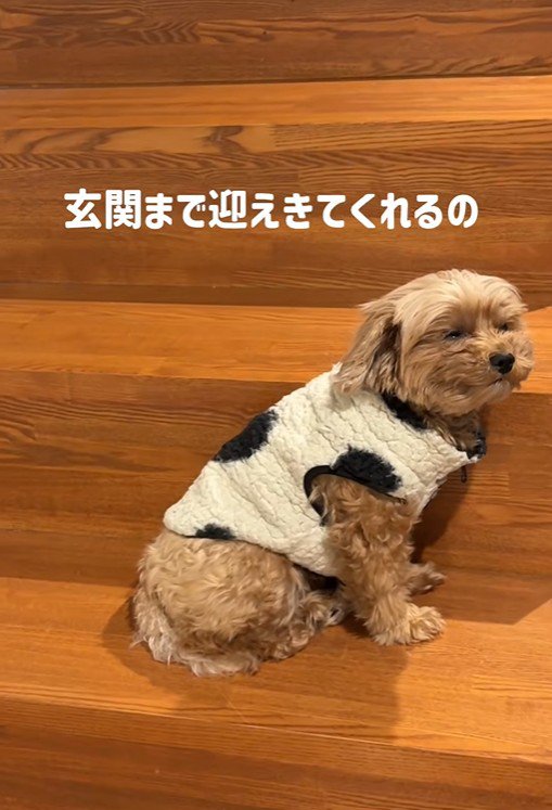 チャチャちゃんのお出迎え5