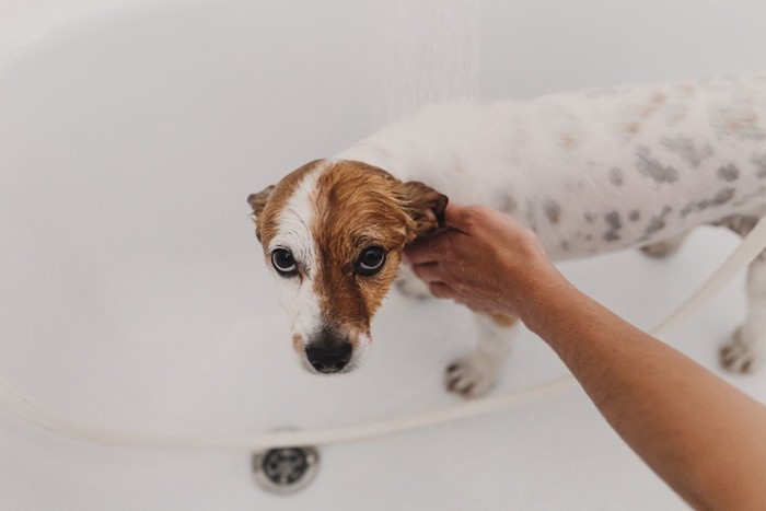 バスタブで怪訝な顔の犬