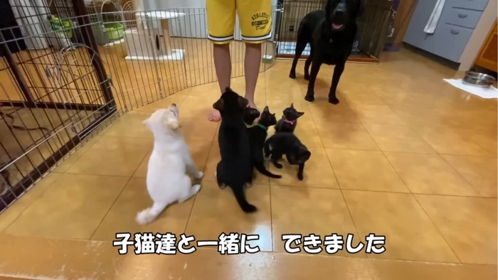 お座りする2匹の子犬