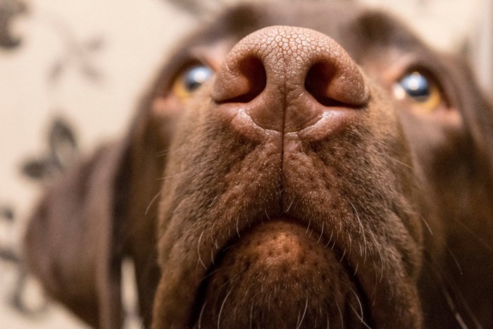 犬の鼻アップ