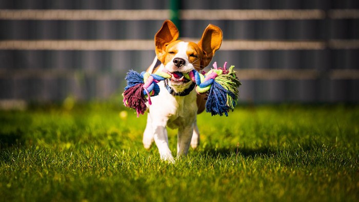 オモチャを咥えて芝生を駆ける犬