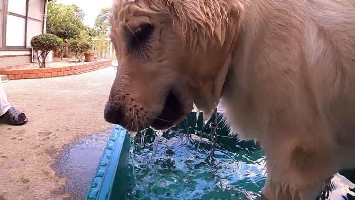 メイちゃんの水遊び8