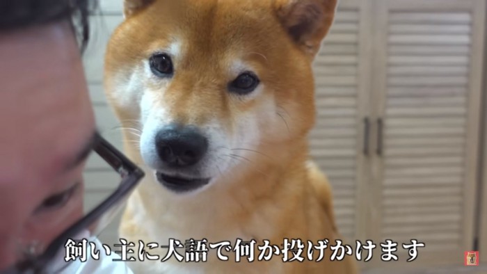 犬語で抗議するハチくん