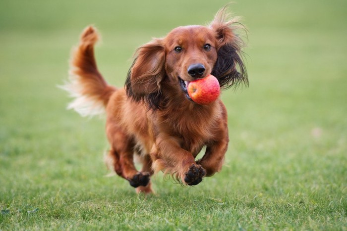 リンゴを銜えて走る犬