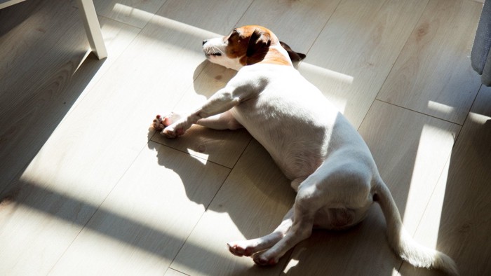 床で眠るジャックラッセル