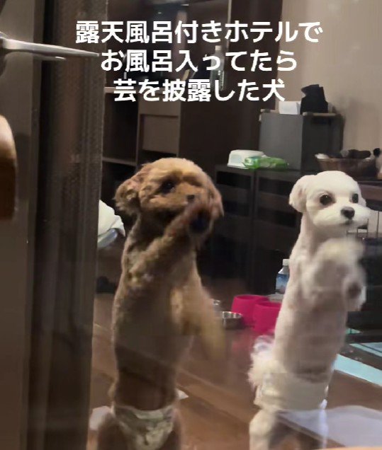 犬と泊まれるホテルへ