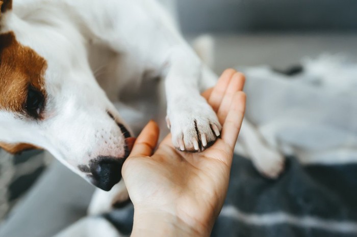 手を気遣うように舐める犬