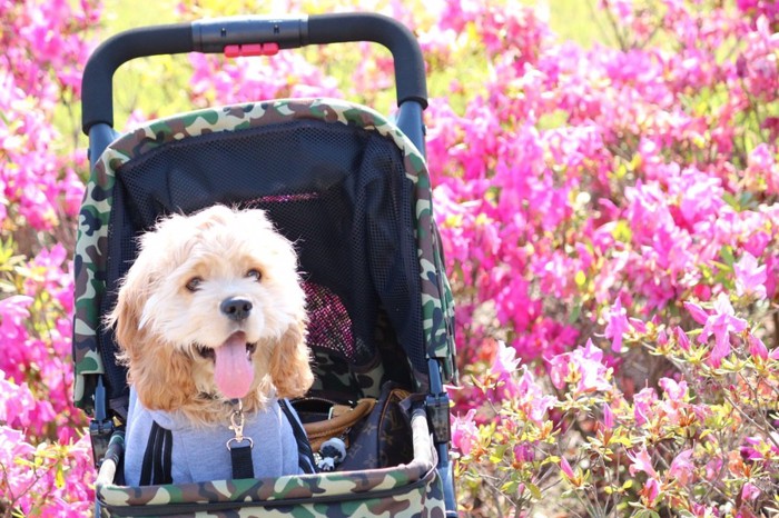 犬用バギーに乗っているアメリカンコッカースパニエル