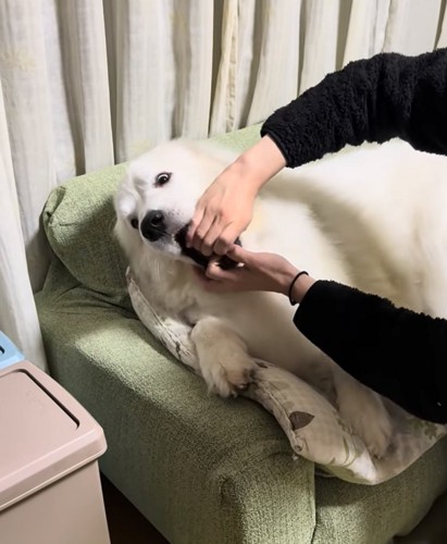 犬の口に薬を入れる