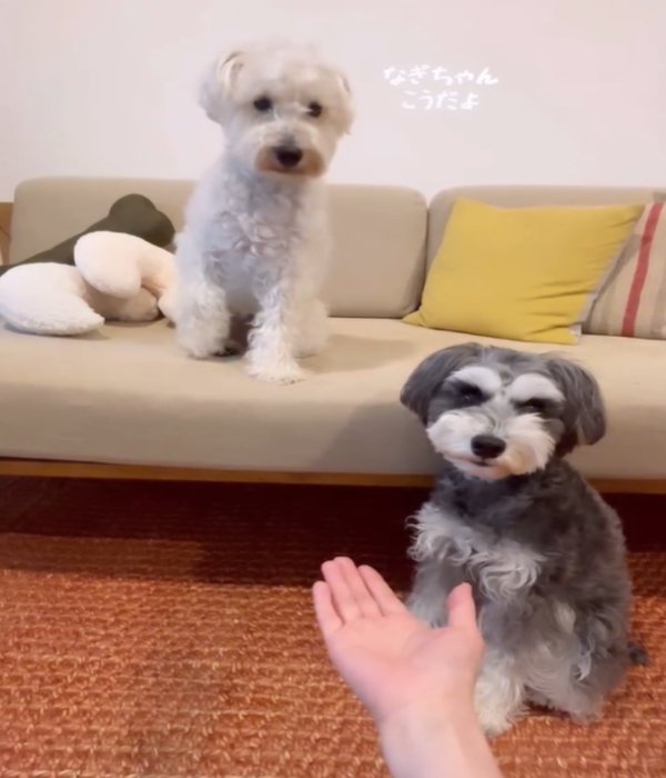 2匹の犬2