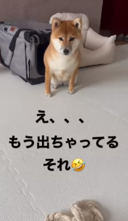 クレートの前でお座りしたひまりちゃん