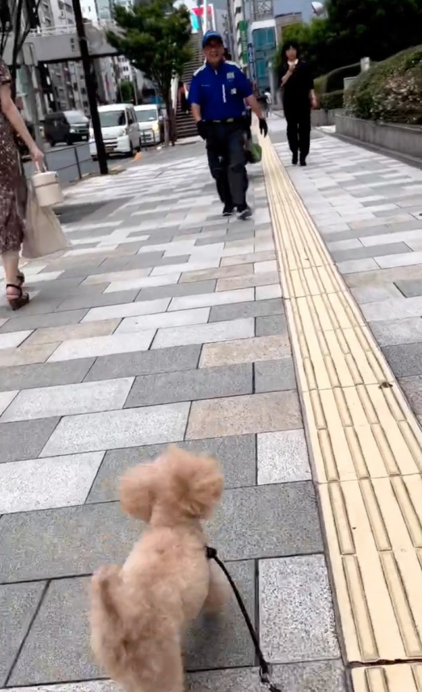 一直線に歩く犬