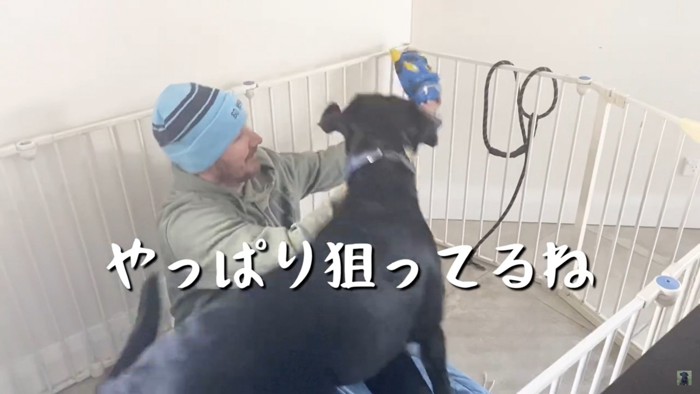 男性の持つお面を狙う犬