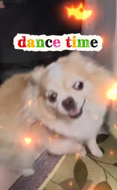 家族の帰宅を喜ぶひめちゃん3